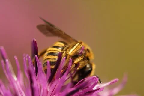 Wild bee Stock Photos