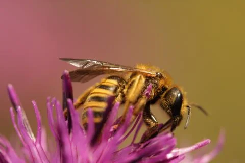 Wild bee 스톡 사진