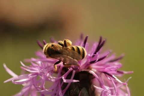 Wild bee Stock Photos