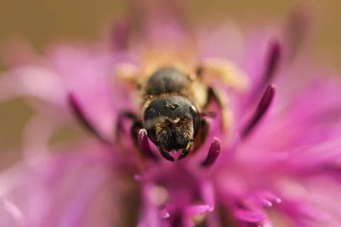 Wild bee 스톡 사진