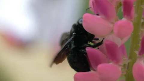 Wild bee pollinated pink  flowers 動画素材 109128342