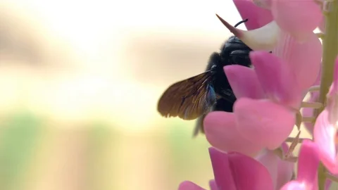 Wild bee pollinated pink  flowers Stock-Footage 109128906