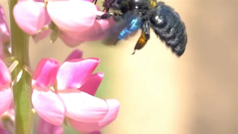 Wild bee pollinated pink  flowers 動画素材 109129755