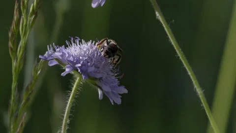 Wild Bee Pollinating Scabious Flower and Taking Flight - 4K Macro Slow Motion Vídeos de archivo 335832498