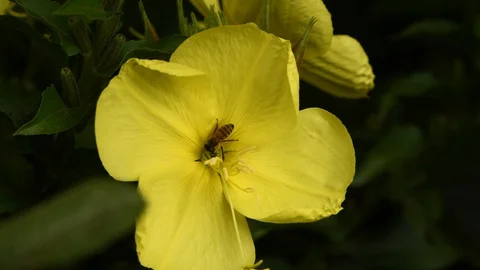 Wild bee pollinating at yellow flower Enotera (lat. Oenothera) in real time 4K. Stock Footage 114637546