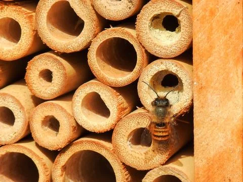 Wild bee (prob. mason bee / Osmia) on an artificial nesting aid (insect hotel Stock Photos
