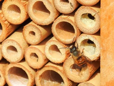 Wild bee (prob. mason bee / Osmia) on an artificial nesting aid (insect hotel Stock Photos