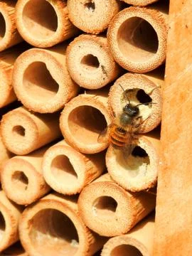 Wild bee (prob. mason bee / Osmia) on an artificial nesting aid (insect hotel Stock Photos