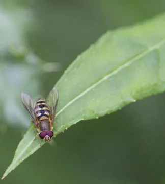 Wild Bee resting on a Leaf Stock Photos