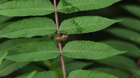 A wild bee is sitting on a tree leaf Stock Footage 160340970