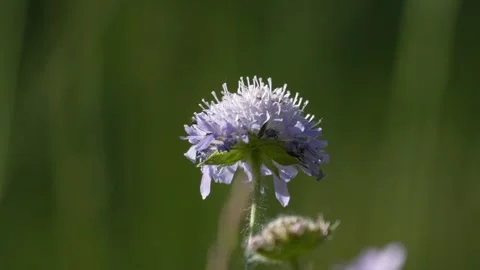 Wild Bee Taking Flight from Scabious Flower - 4K Macro Wildlife Slow Motion Vídeos de archivo 335832429