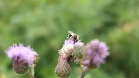 Wild bee on a thistle flower. Video stock 95601487