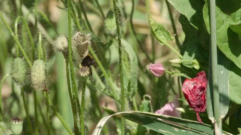 Wild Bee Trapped in Spider Web Between Poppy Seed Pods Stock Footage 309921307