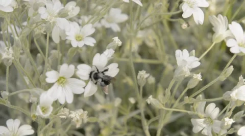 Wild bee on white flowers 2 Stock Footage 44642168