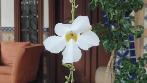 Wild Bee on a white Laurel Clockvine Stock Footage 286066062