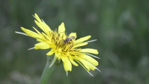 Wild bee on a yellow flower. Video stock 155438297