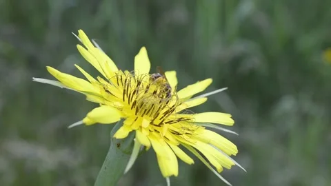 Wild bee on a yellow flower. Video stock 155438769