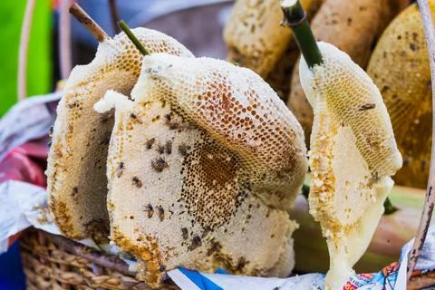Wild beehive Stock-Fotos