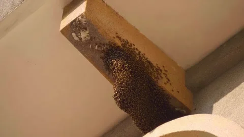 Wild bees built their hive under the roof of a Phu Cam Cathedral in Hue Vietnam Stock Footage 303303149