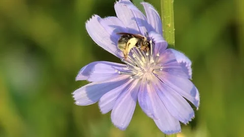 Wild bees on chicory Stock Footage 148453711