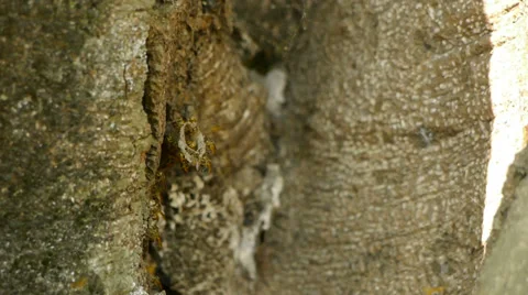 Wild bees (close) Stock Footage 33698979