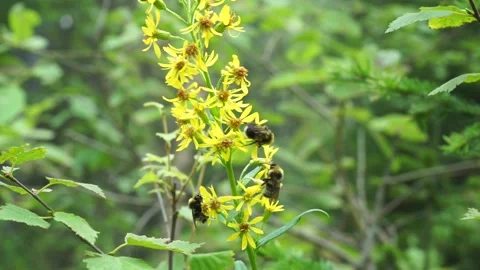 Wild bees collect nectar and pollen from wild yellow forest flowers Stock Footage 176466678