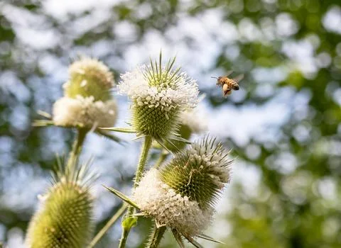 Wild bees collect nectar during the flowering period of plants in nature. Stock Photos