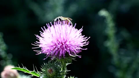 Wild bees collect nectar from flower Stock Footage 66100875