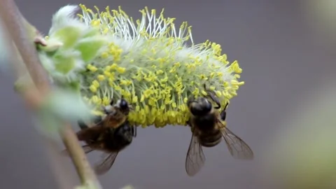 Wild bees collect nectar on willow flowers Stock Footage 157439383