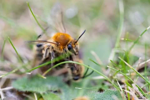 Wild bees, Colletes hederae (Ivy bees), mating on grass lawn Stock Photos