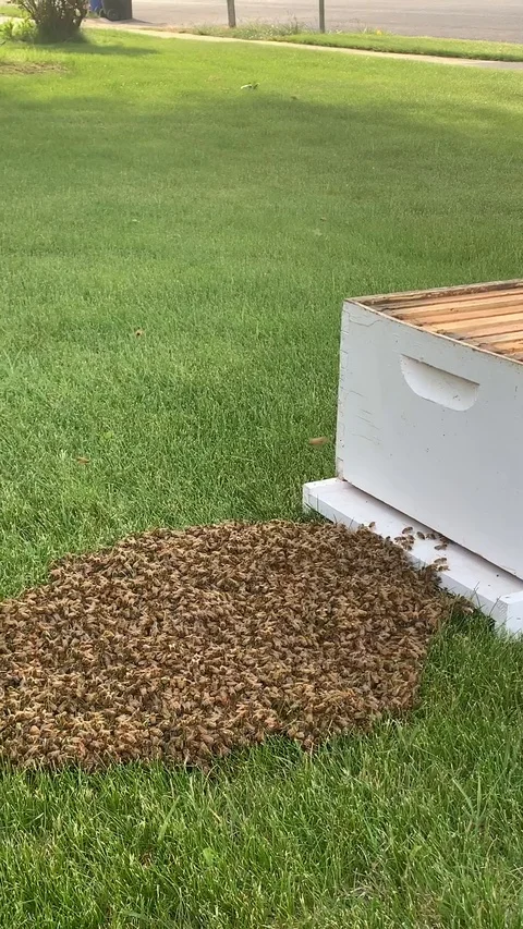 Wild bees colony marching into new hive Stock Footage 113026316