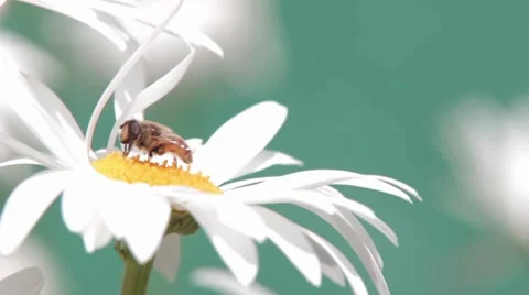 Wild bees on flower Video stock 8451397