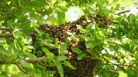 A wild bees fly around an apple tree near the hive with a lot of bees there Stock Footage 160368772