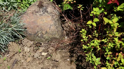 Wild bees flying between plants and stones Video stock 30351450