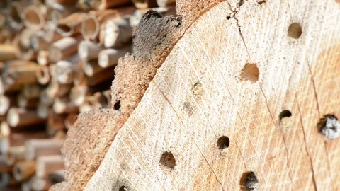 Wild bees flying in front of insect hotel in spring time. male Osmia bicornis Stock-Footage 74452935