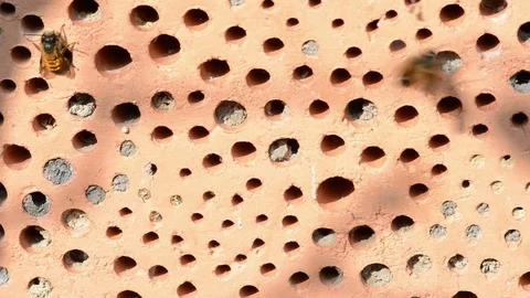 Wild bees flying in front of insect hotel in springt time. male Osmia bicornis Vídeo Stock 74455796