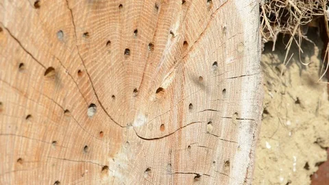 Wild bees flying in front of insect hotel in springtime. male Osmia bicornis 스톡 동영상 87758298