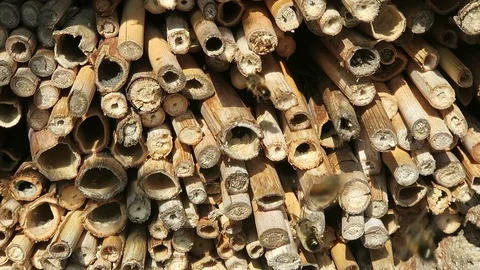 Wild bees flying in front of insect hotel in spring time. male Osmia bicornis 動画素材 87759188