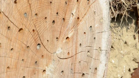 Wild bees flying in front of insect hotel in springt time. 動画素材 100826978