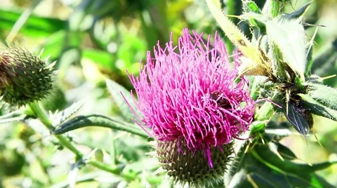 Wild bees Stock Footage 8577979