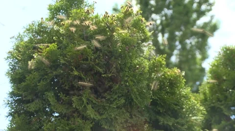 Wild bees Stock Footage 51482961