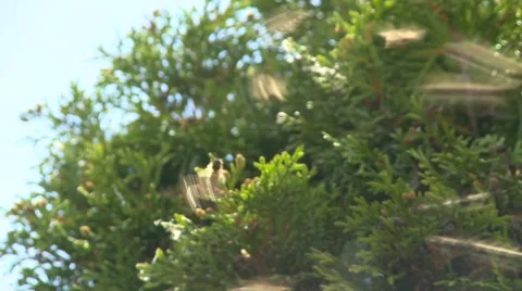 Wild bees Video stock 51482971