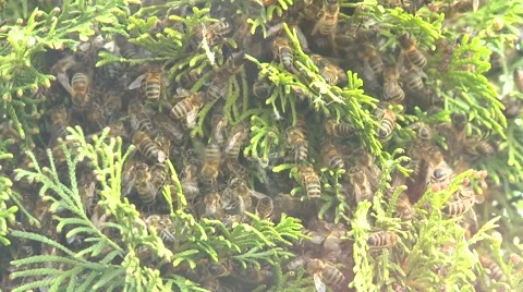 Wild bees Stock Footage 51482992