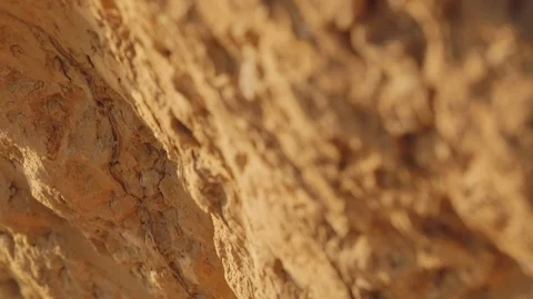 Wild bees Stock Footage 94702094