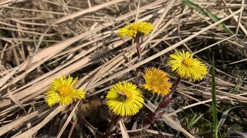 Wild bees forage for nectar on the flowering coltsfoot flower. Video stock 151953531