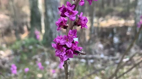Wild bees foraging for nectar on the daphne bush. 動画素材 151953818