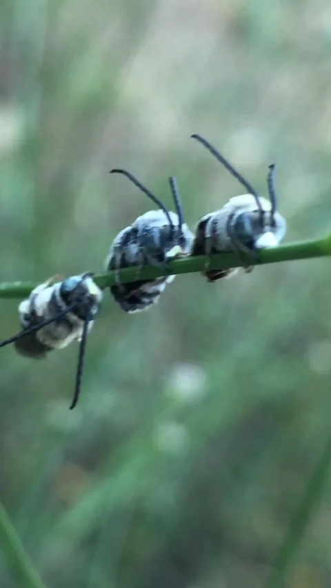 Wild bees gathered on a stem at dusk for night protection Video stock 289670039