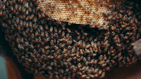 Wild bees in the hive outdoors Stock Footage 72931196