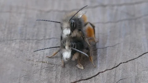 Wild Bees Insect Copulation Pair Close Up Stock Footage 98618148