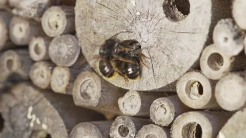 Wild bees at insect hotel in slow motion Stock Footage 152065178